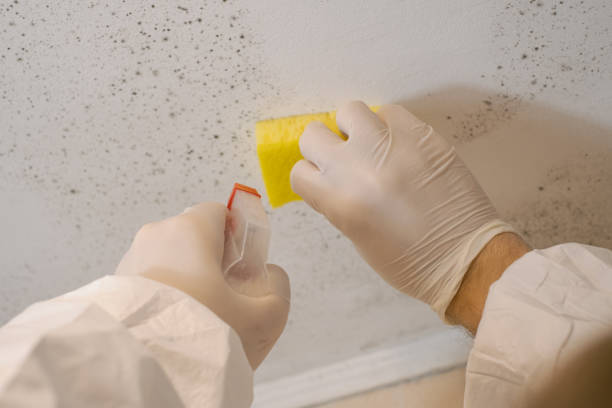 Best Asbestos and Lead Testing During Mold Inspection  in Orleans, IN