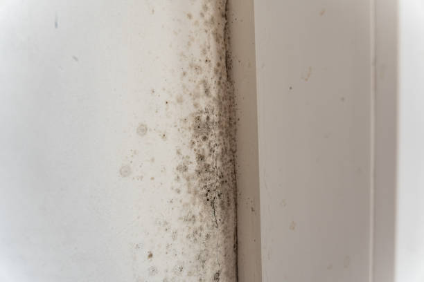 Best Environmental Consulting for Mold Prevention  in Orleans, IN