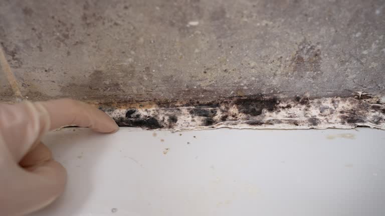 Best Black Mold Removal  in Orleans, IN